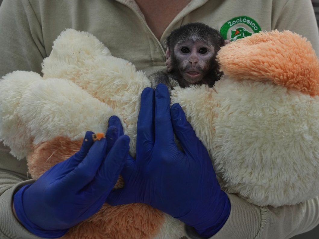 Meet Yuji, the Mexican baby monkey finding comfort in a plush companion