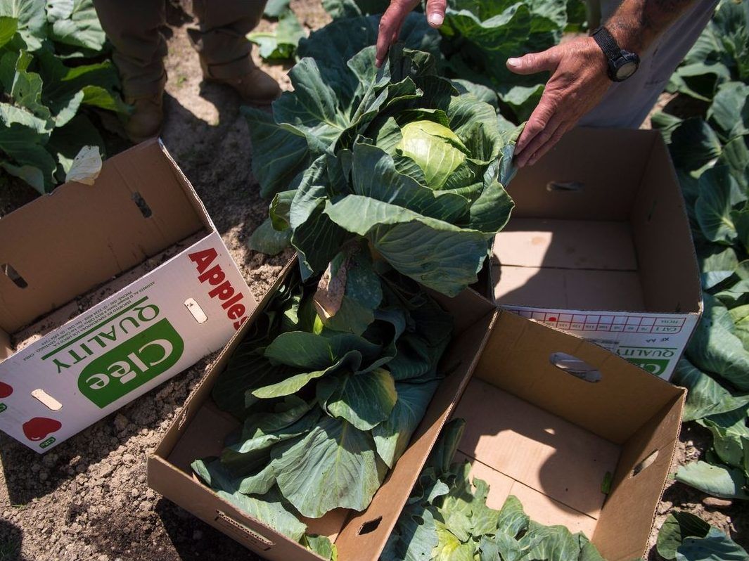 The humble cabbage is trending — and for good reason