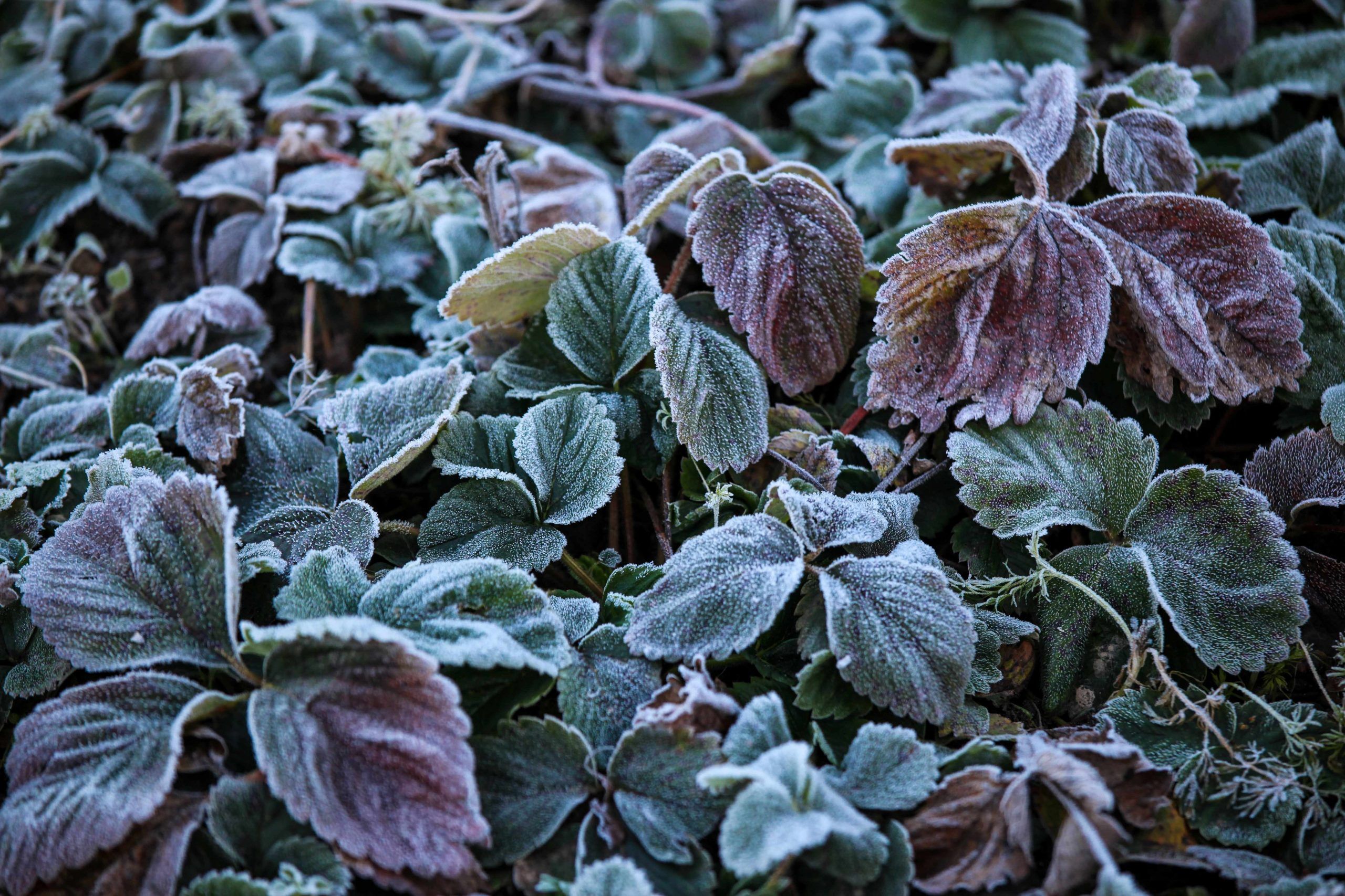 City Gardener: The merry frosts of May