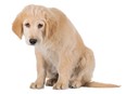 Who's a bad dog? Making a mess of an advice-seeker's house!