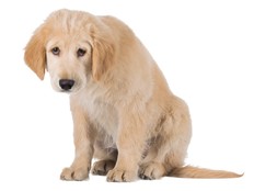Who's a bad dog? Making a mess of an advice-seeker's house!