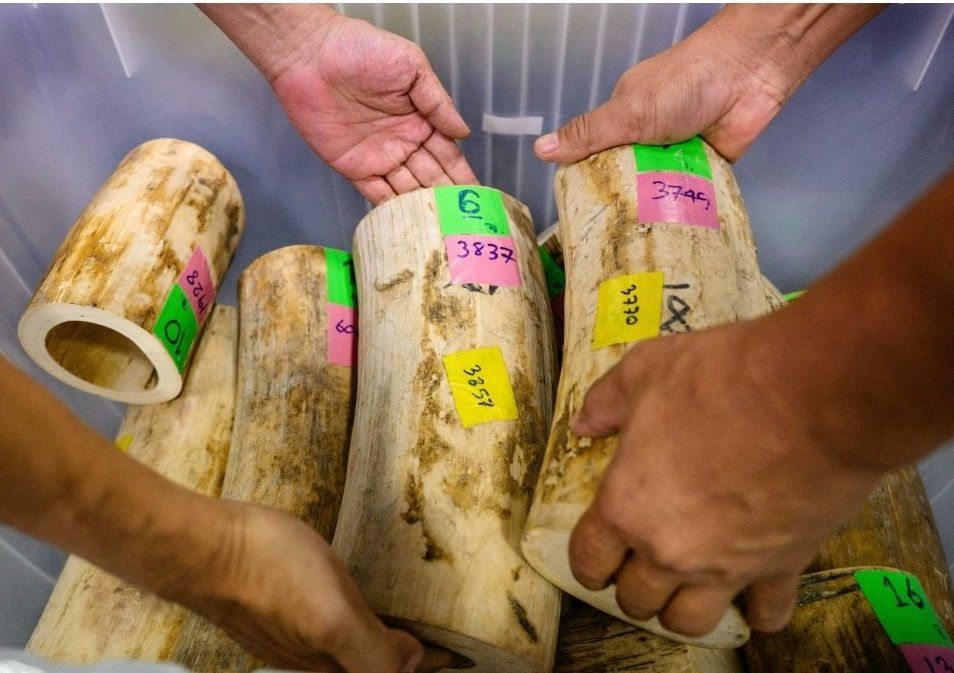 Thai police arrest 9 in largest ivory seizure in decade