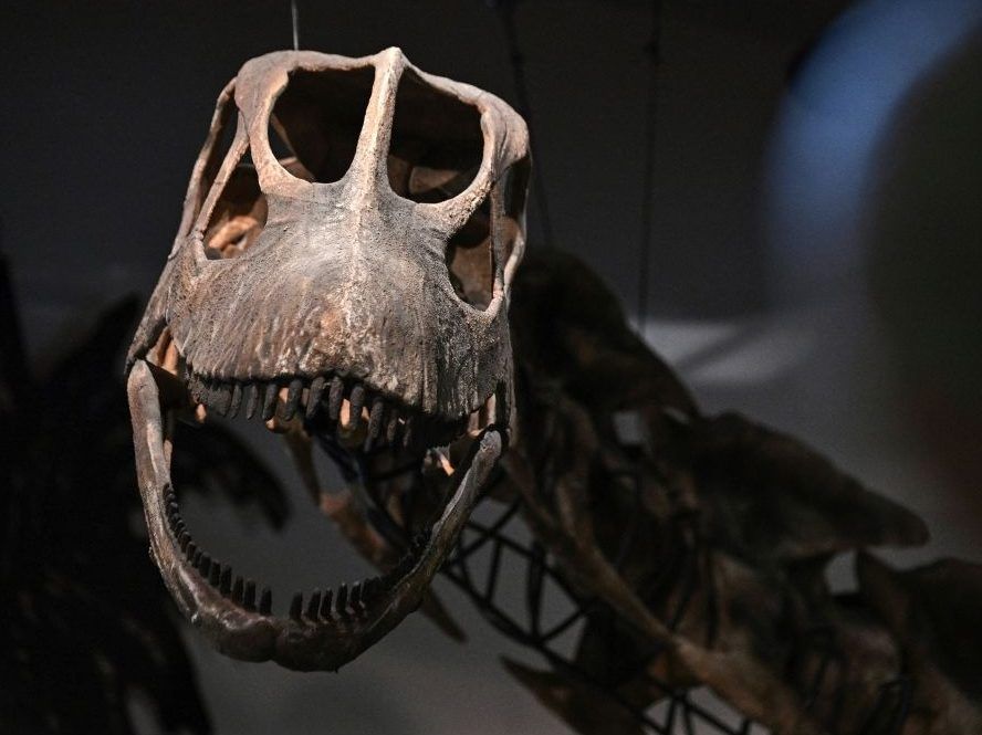 New giant dinosaur identified after Thailand dig