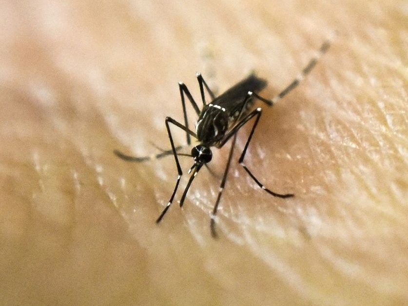 Toronto Reports First Adult Human Case of West Nile Virus
