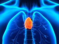 Human Thymus Anatomy