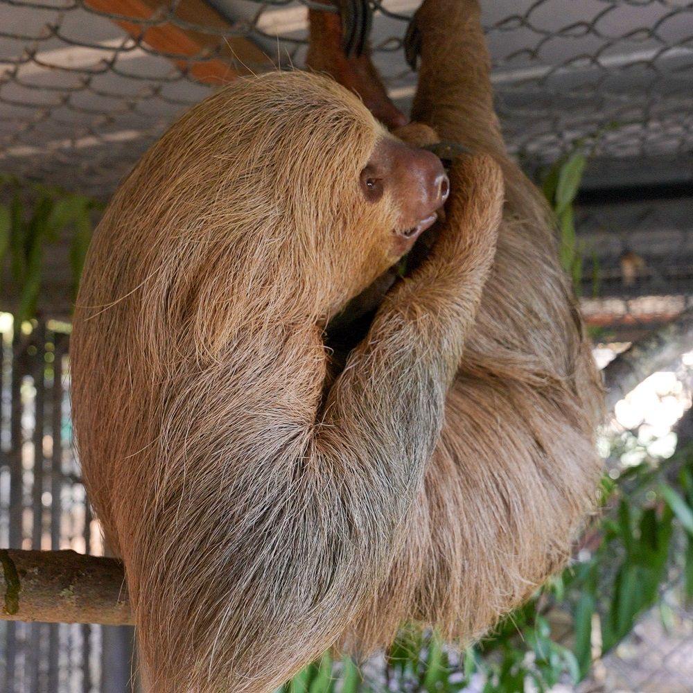 Another sloth from troubled Florida tourist attraction dies