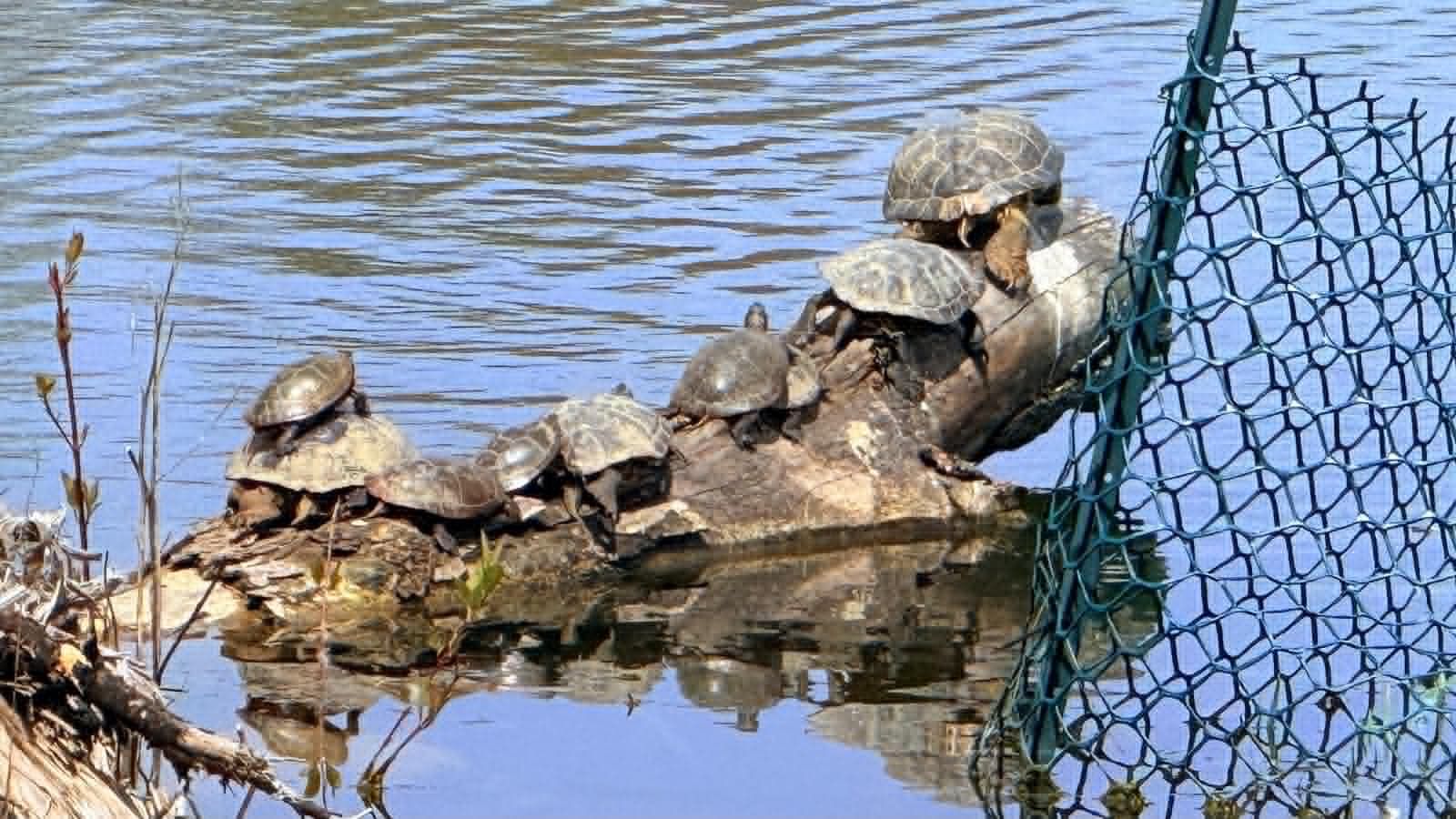 Abandoning pet turtles is a turtle-y terrible idea