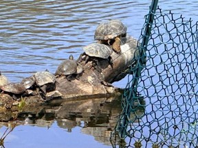 Galina Szlapetis, Heart Lake Turtle Troopers