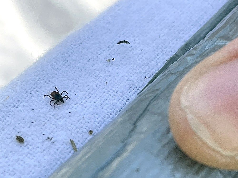 Tick season is already here: How to protect yourself and pets from disease-ridden bites