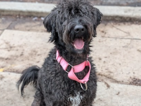 FOREVER FRIEND: Sushi, ‘a sweet, playful dog,’ is ready for adoption