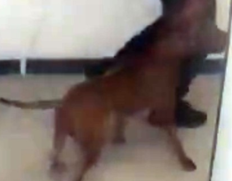 Possible pit bull mix sought in fatal Toronto attack on dog