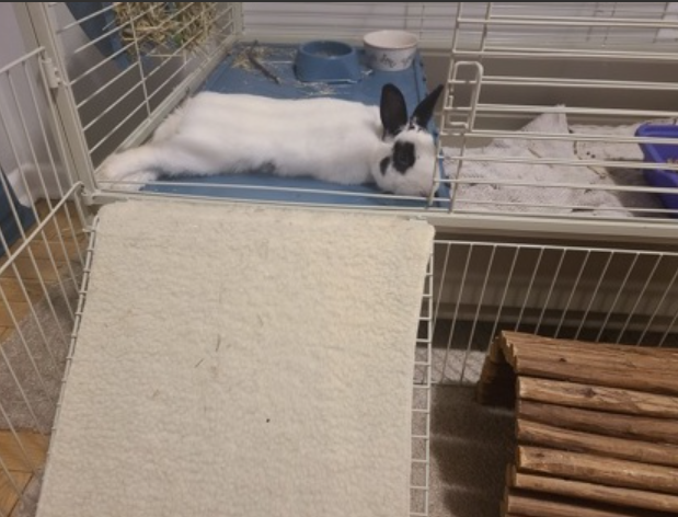  Snoopy the bunny (THS)
