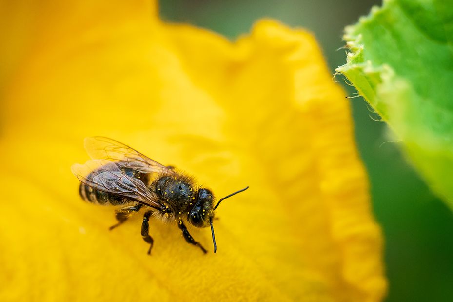 A squash bee sits on a squash flower. Squash bees are native specialist bees that assist humans with pollinating members of the squash family, including zucchini and pumpkins. Adobe Stock Image