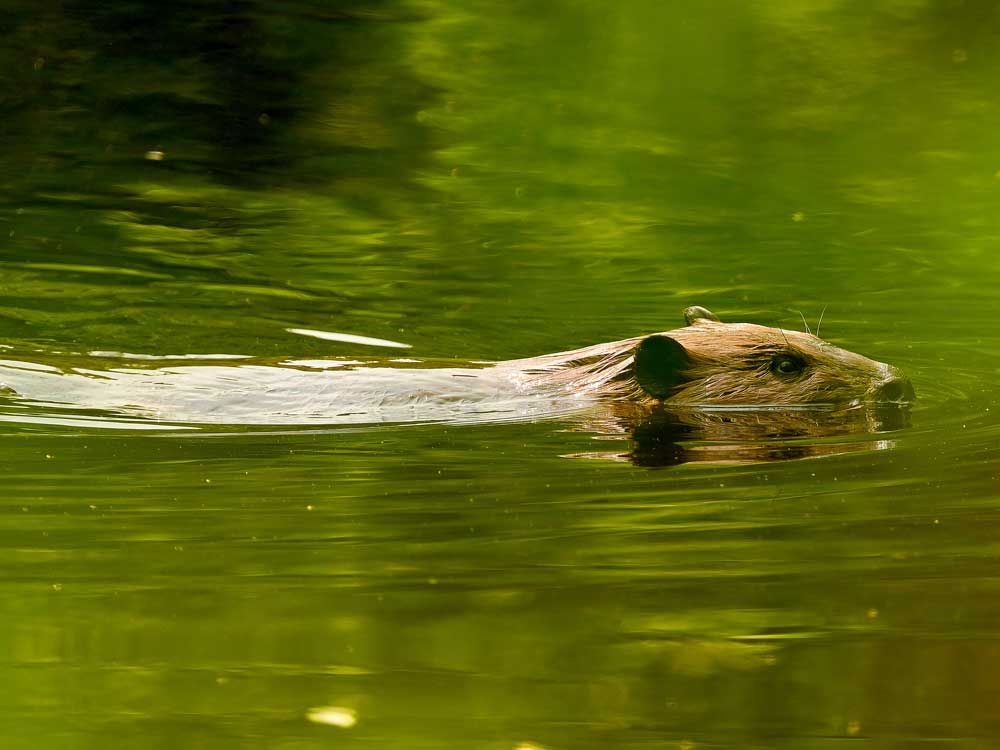 Rabid beaver attacks boy, other park visitors in New Jersey