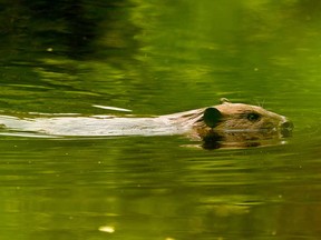 In this file photo, a beaver swims along the creek by the northern stretch of the Brock Trail on June 3, 2025, in Brockville, Ont.