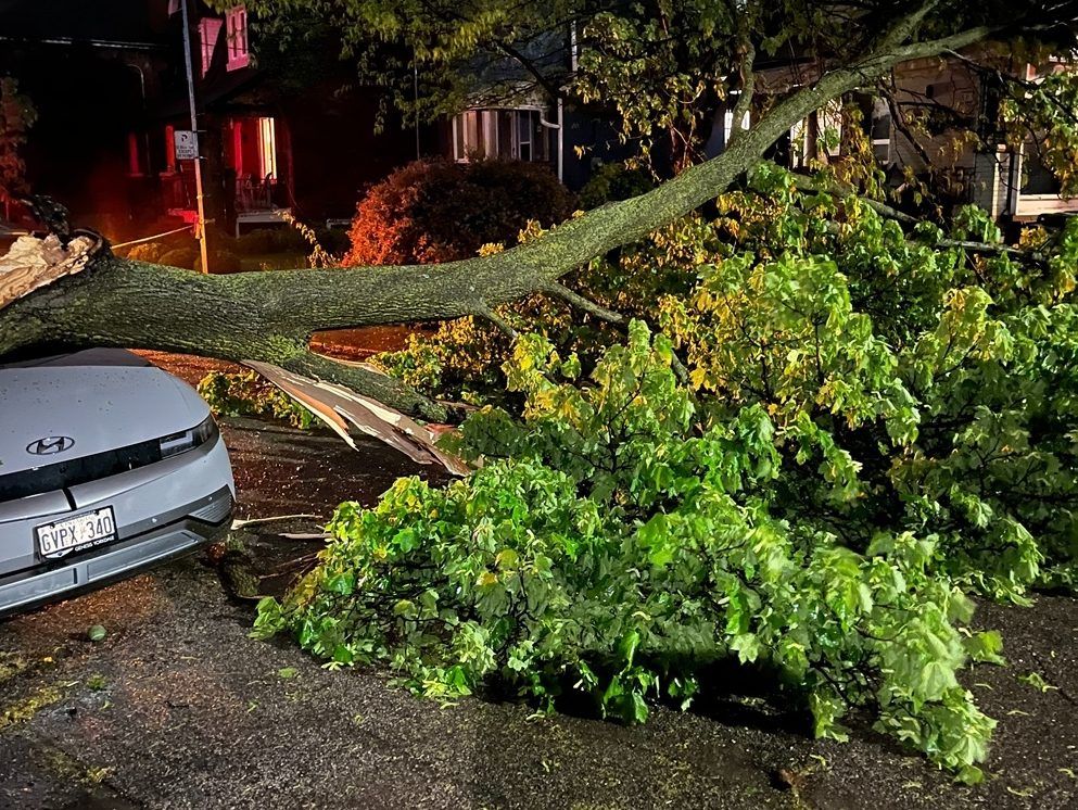 A downed tree on a street.