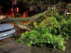 A downed tree on a street.