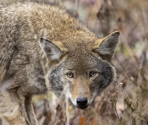 UMVA Uncovers: COYOTE ATTACK SHOCKER! Teen Left Reeling in Markham After Fierce Beast STRIKES Without Warning!