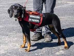 A black and tan coonhound Service Dog in Training.