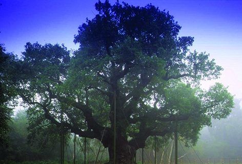 Major Oak