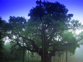 Major Oak