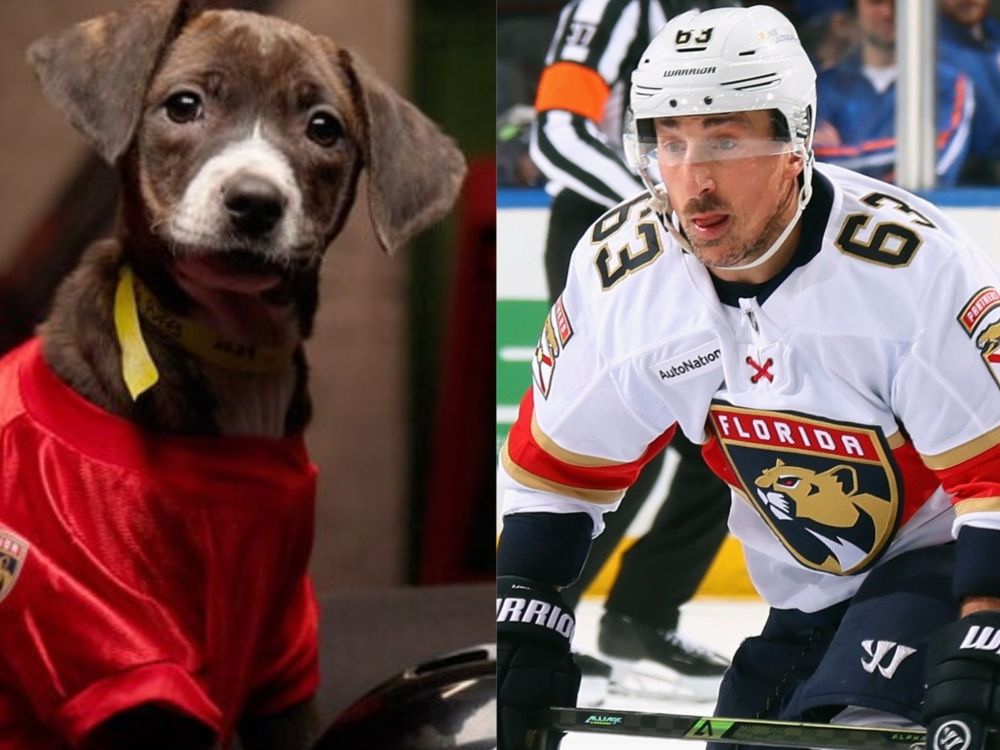 Brad Marchound the dog and Brad Marchand the Florida Panthers player.