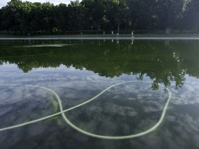 Algae is visible in the Lincoln Memorial Reflecting Pool as cleanup efforts continue where newly applied blue paint has peeled from the bottom, in Washington, D.C. (Ken Cedeno/AFP)