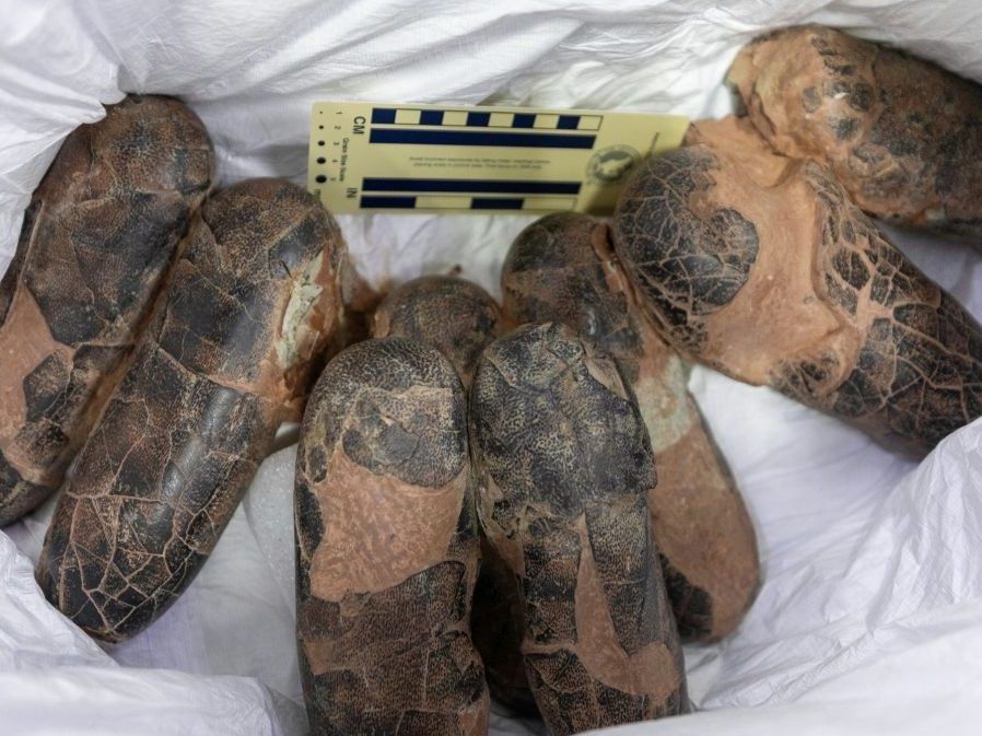 Smuggled dinosaur fossils return to Mongolia after two decades