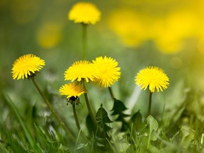 Edible fresh yellow blowball dandelion flowers, spring, summer