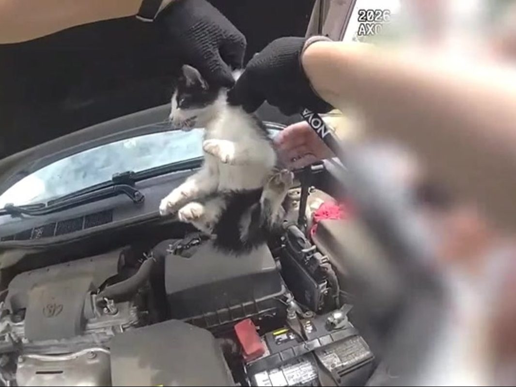 Georgia Police Rescue Kitten Trapped in Car Engine