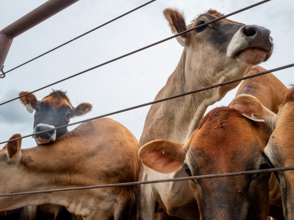 U.S. reports second case of screwworm, dangerous livestock pest