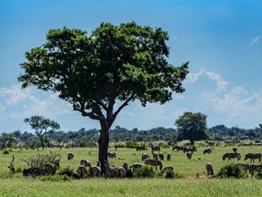 A herd of Chapman's zebras in the north part of Kruger National Park in South Africa.