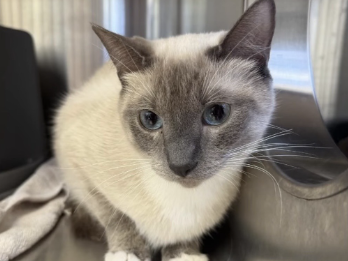 UMVA Uncovers: DEADMAU5'S JAW-DROPPING $30K DONATION: You Won't Believe What He Just Did For These Abandoned Cats!