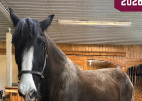 UMVA Uncovers: You Won't Believe the Name of the NEW Horse that's Taking Hamilton by Storm - The Shocking Truth Revealed!