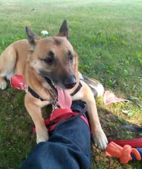Lola, the dog