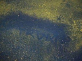 Seen through algae-laden green water, a tear in the recently applied sealant can be seen on the bottom of the Reflecting Pool in Washington, D.C. (Oliver Contreras/AFP)