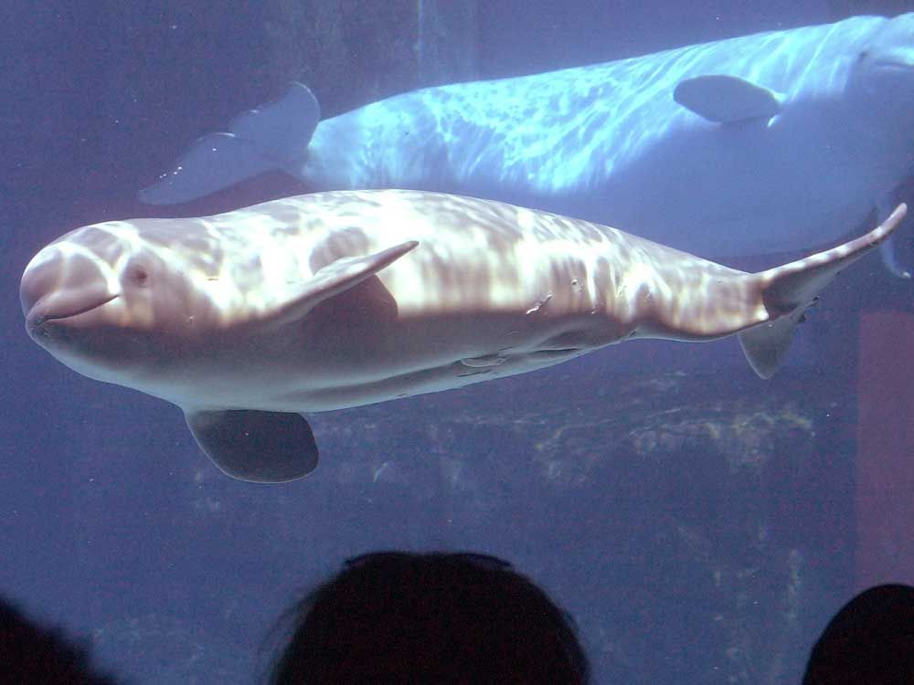 Marineland's beluga whales could be moving to U.S., Spain