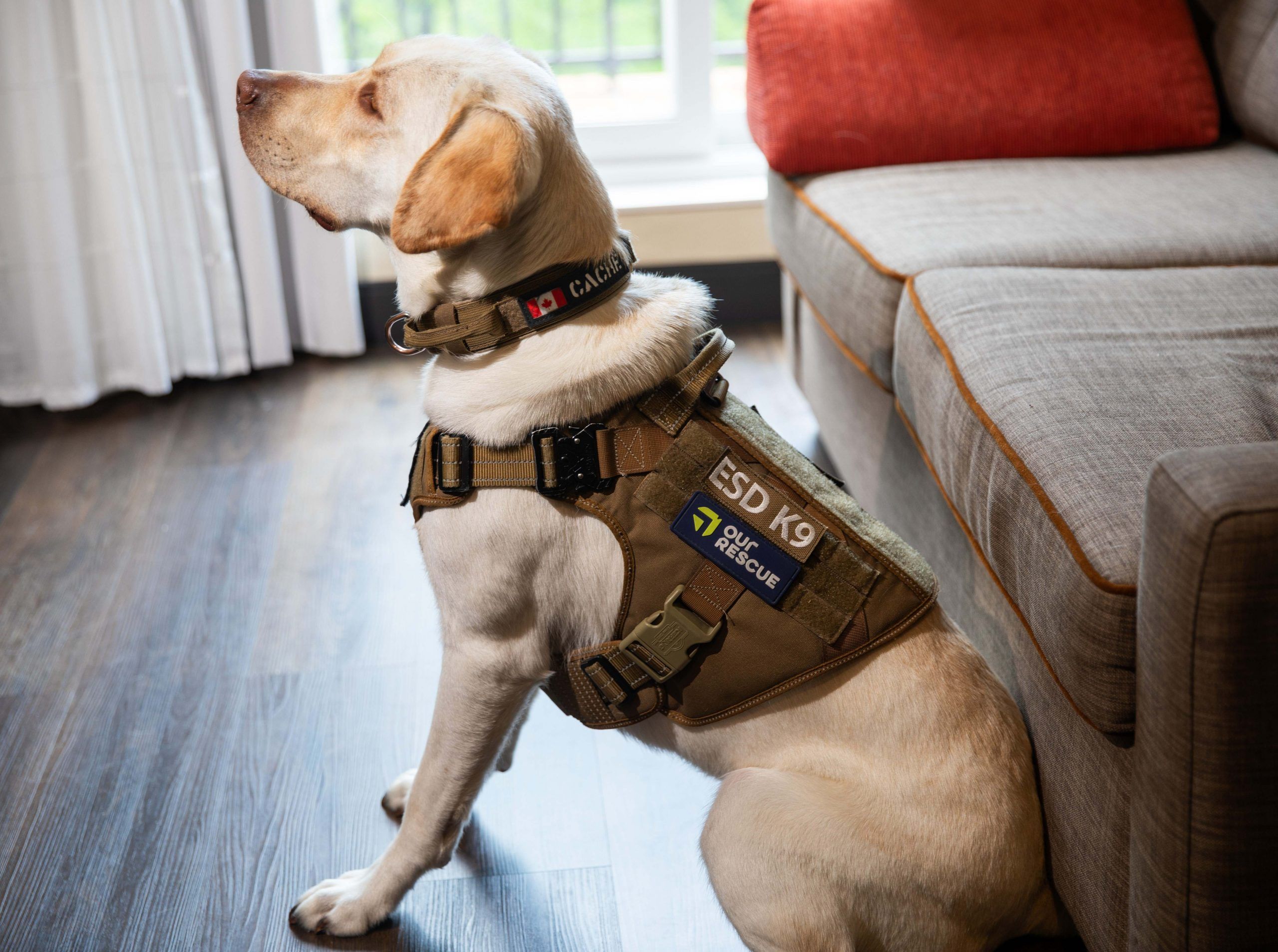 K9 CACHE TO THE RESCUE: Halton cops add new member to their policing family