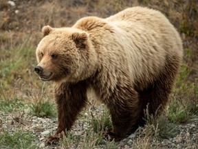 Grizzly bear seen in Yukon