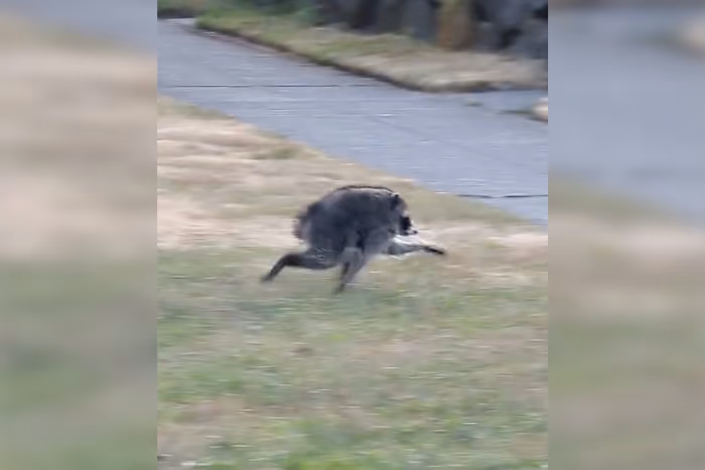 Famous Raccoon 'Jimothy' Captivates Internet with Endearing