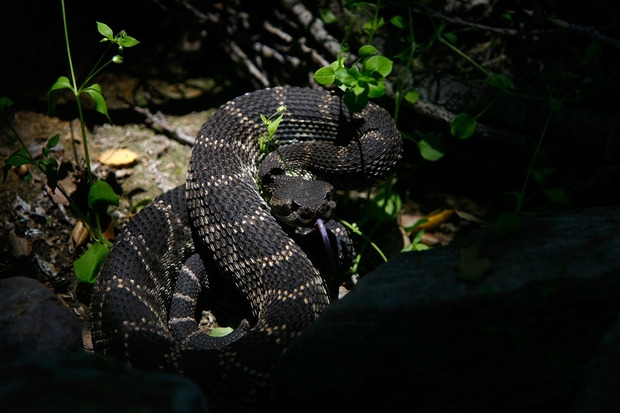 A southern Pacific rattlesnake. A southern Pacific rattlesnake.