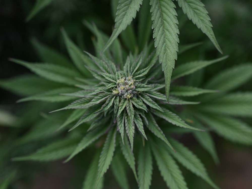 New Study Finds Link Between Cannabis Use and Increased Risk of Psychiatric Disorders, Psychosis, and Addiction.