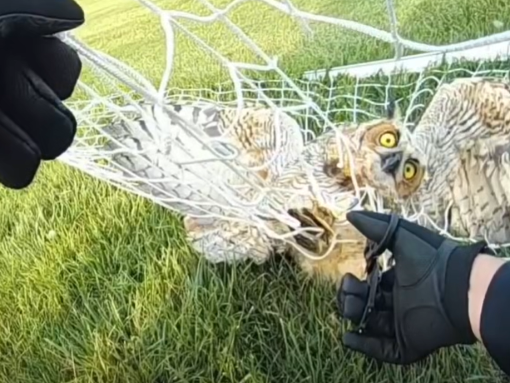 Ohio Police Officers Rescue Owl Trapped in Tree