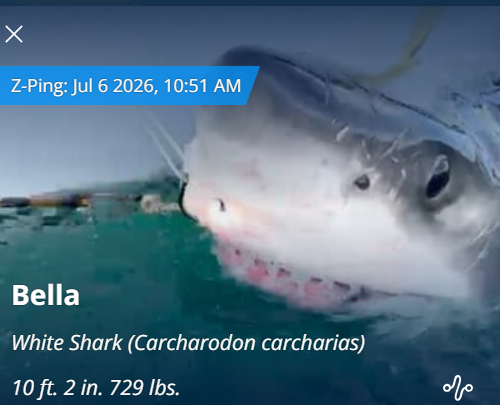 Scientists Track 700‑lb Great White Shark in Gulf of St. Lawrence