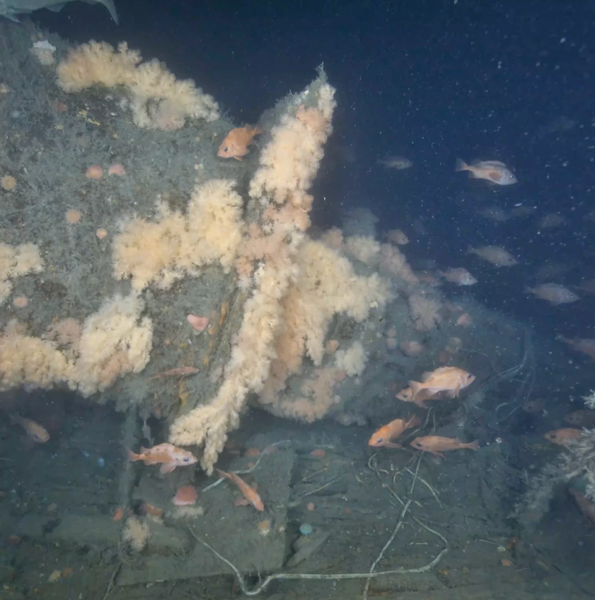  Quest’s funnel is bent forward, likely as a result of the wreck impacting the seabed.