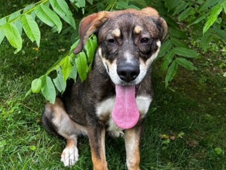 Adoptable Puppy Earns “Cute as a Button” Title for Families
