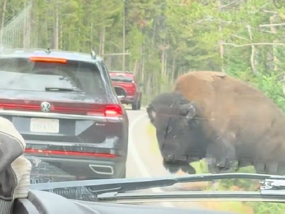 Yellowstone Bison Causes SUV Tires to Blow