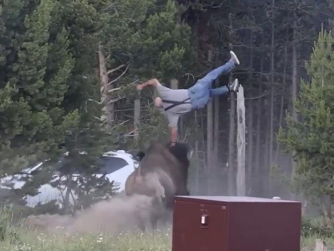 Bison launches Yellowstone tourist several feet into the air: 'A PERFECT FLIP'