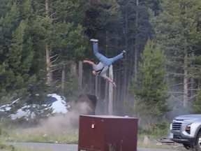 Carl McDaniel, 65, tossed in the air by bison at Yellowstone National Park.