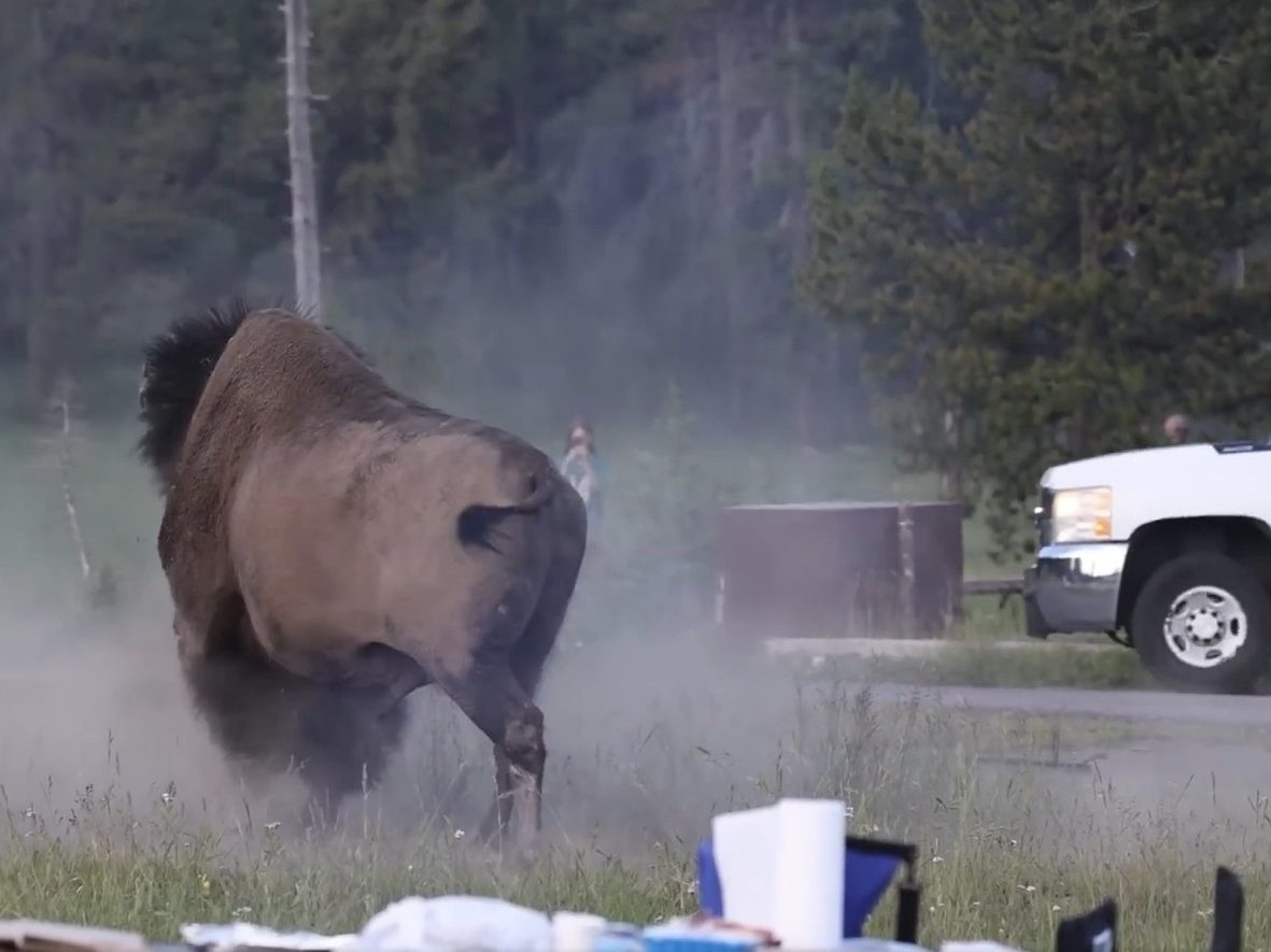 Bison is up and at ’em. (X) Bison is up and at ’em. (X)